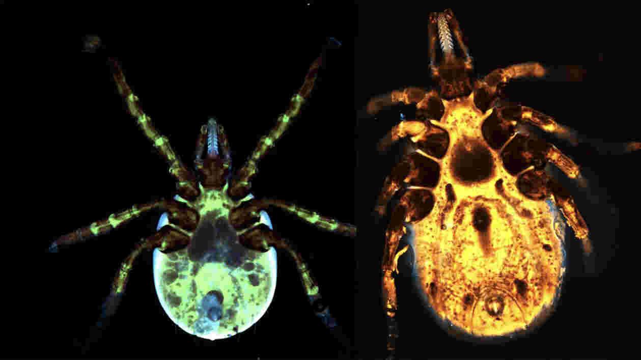 Ticks 1920x1080 1 Thumbnail