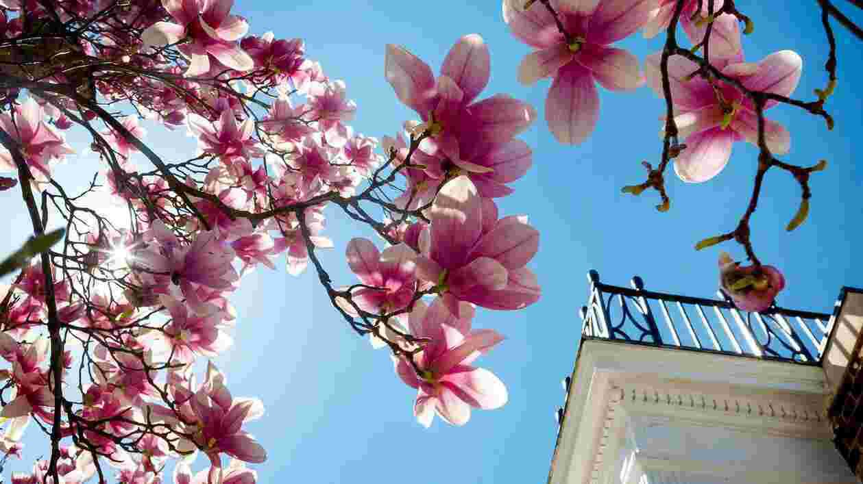 Turner Hall Magnolia 0326021 SC 6970 1920x1080201 Thumbnail