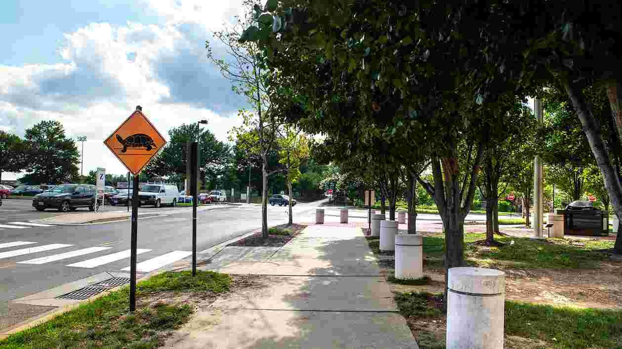 Turtle Crossing 07262017 6779 web Thumbnail