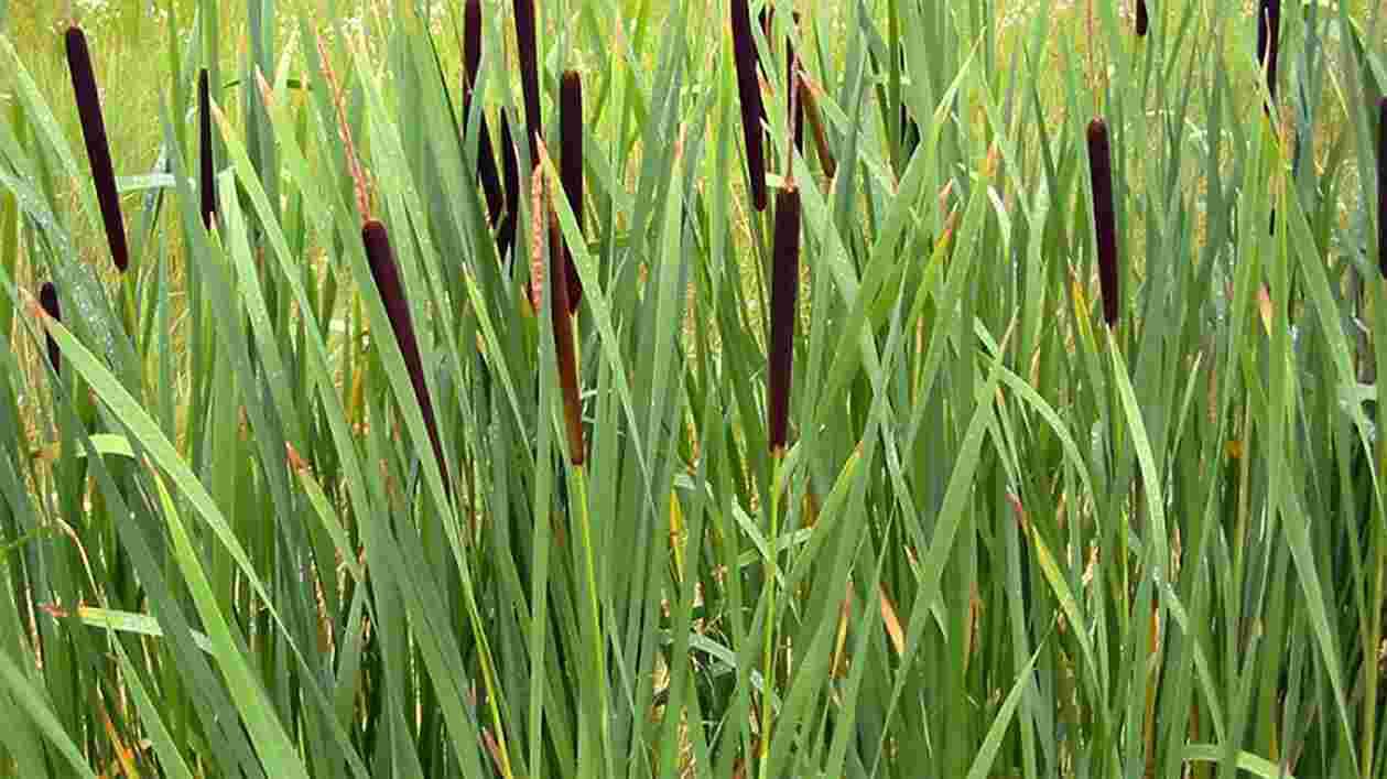 Typha 1920x1080 Thumbnail