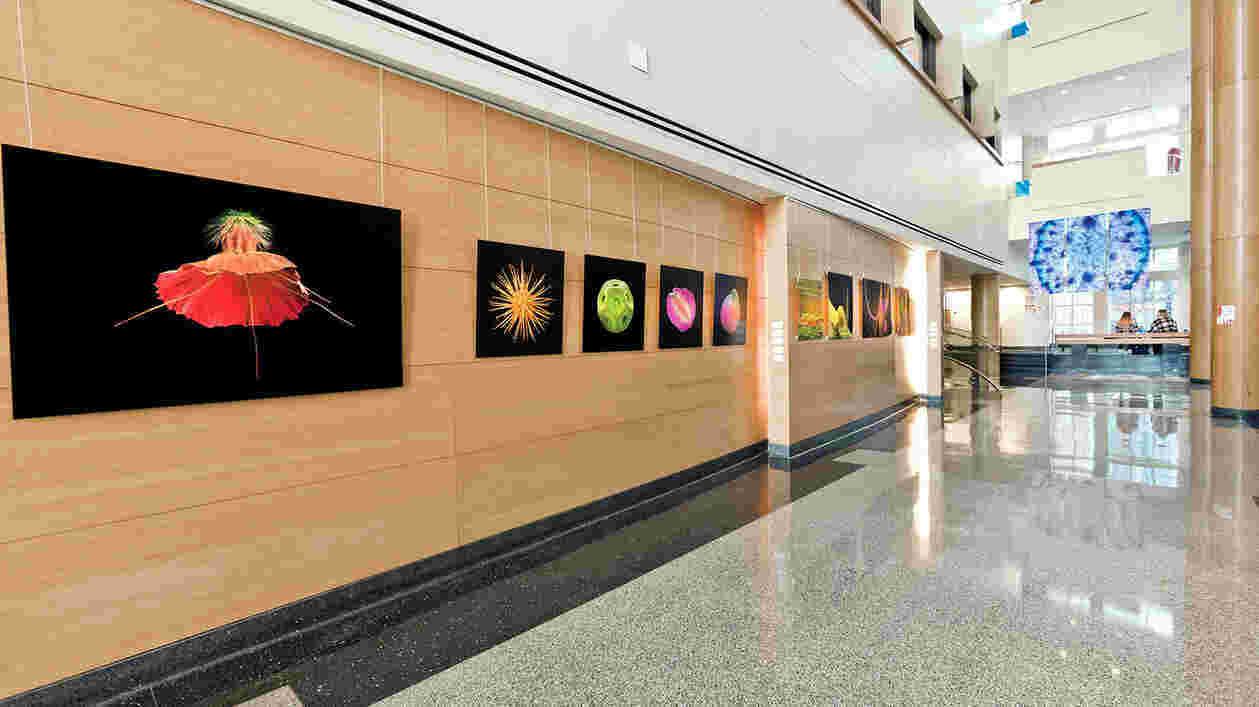 UMD18 Web Homepage TERP Photo Bioscience Art Exhibit Thumbnail
