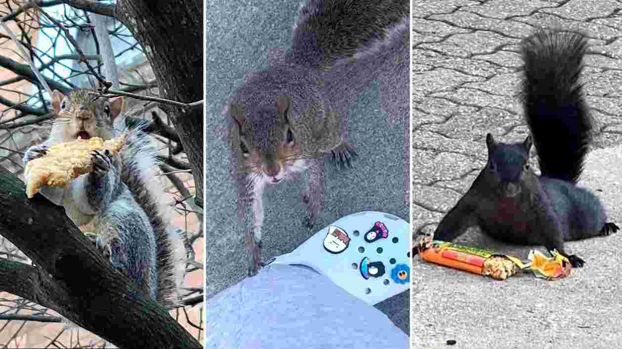 UMD Squirrels hero 1920x1080 Thumbnail