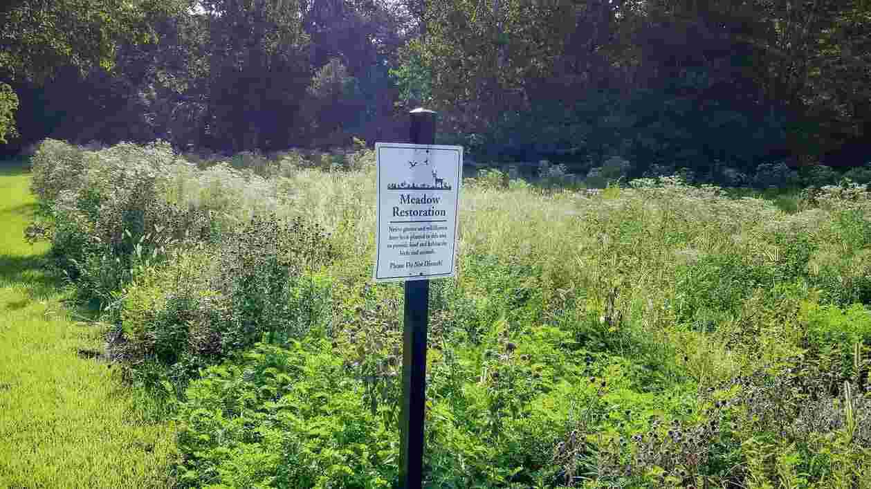 University Park Pollinator Meadow photo 1920x1080 Thumbnail