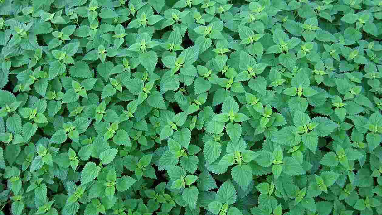 Urtica dioica fresh 1920x1080 Thumbnail