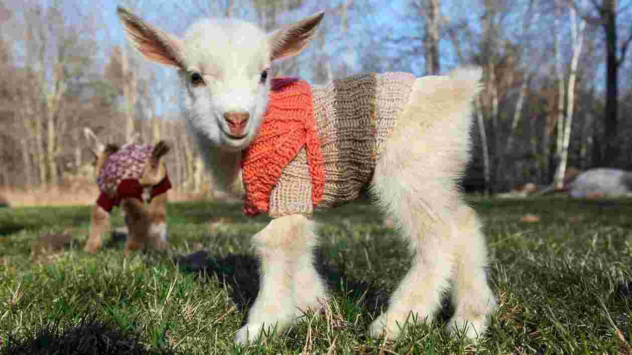 Babygoatsweater sunflowerfarms 1920x1080 Thumbnail