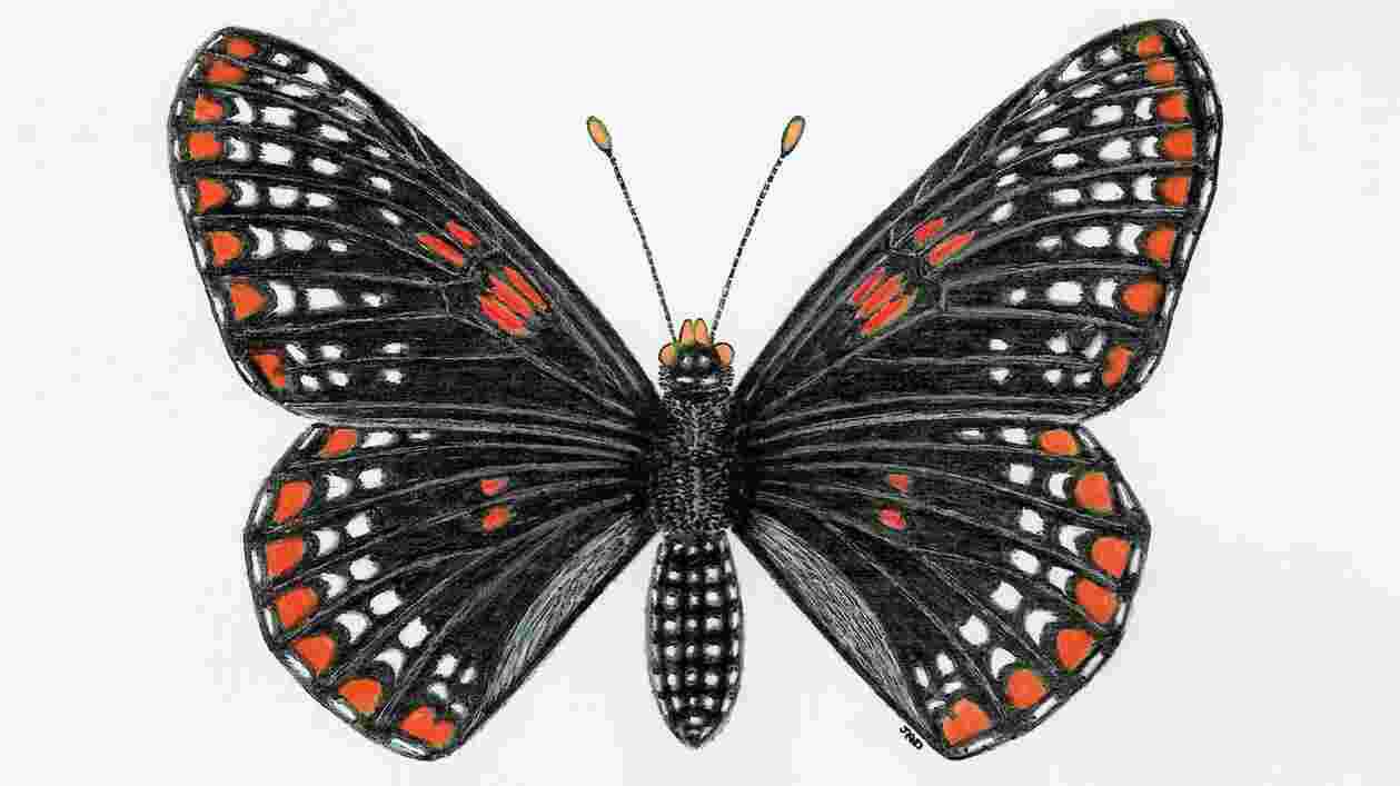 Baltimorecheckerspot jadavidson 1920x1080 Thumbnail