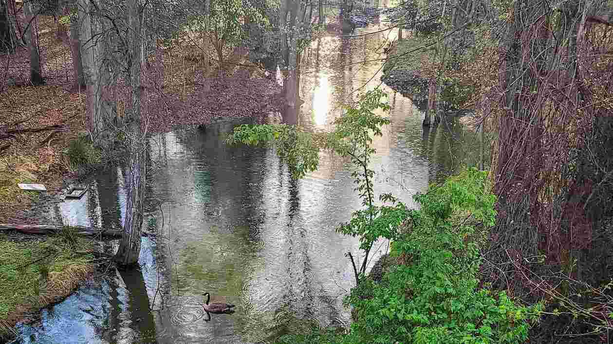 Campus creek photo goose in rain 1920x1080 Thumbnail