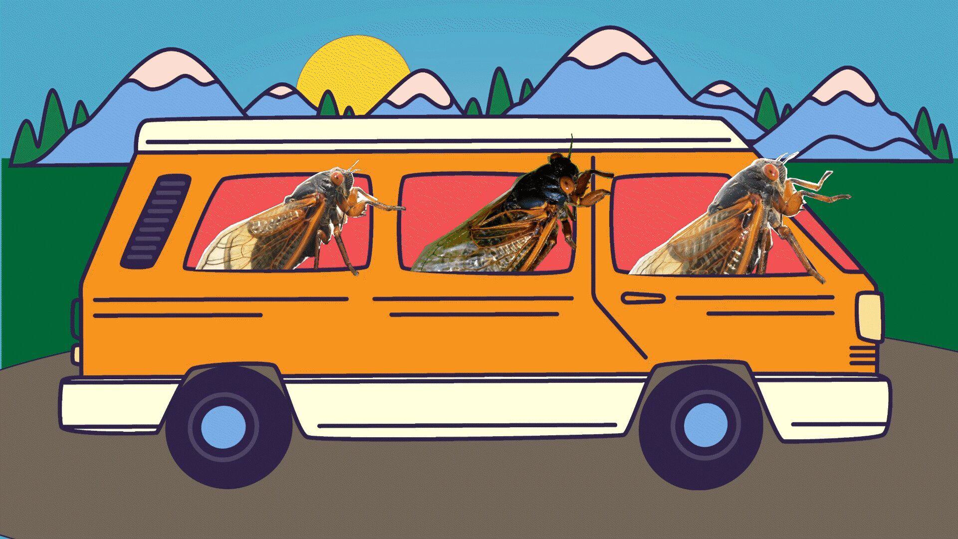 Cicada road trip 2 Thumbnail