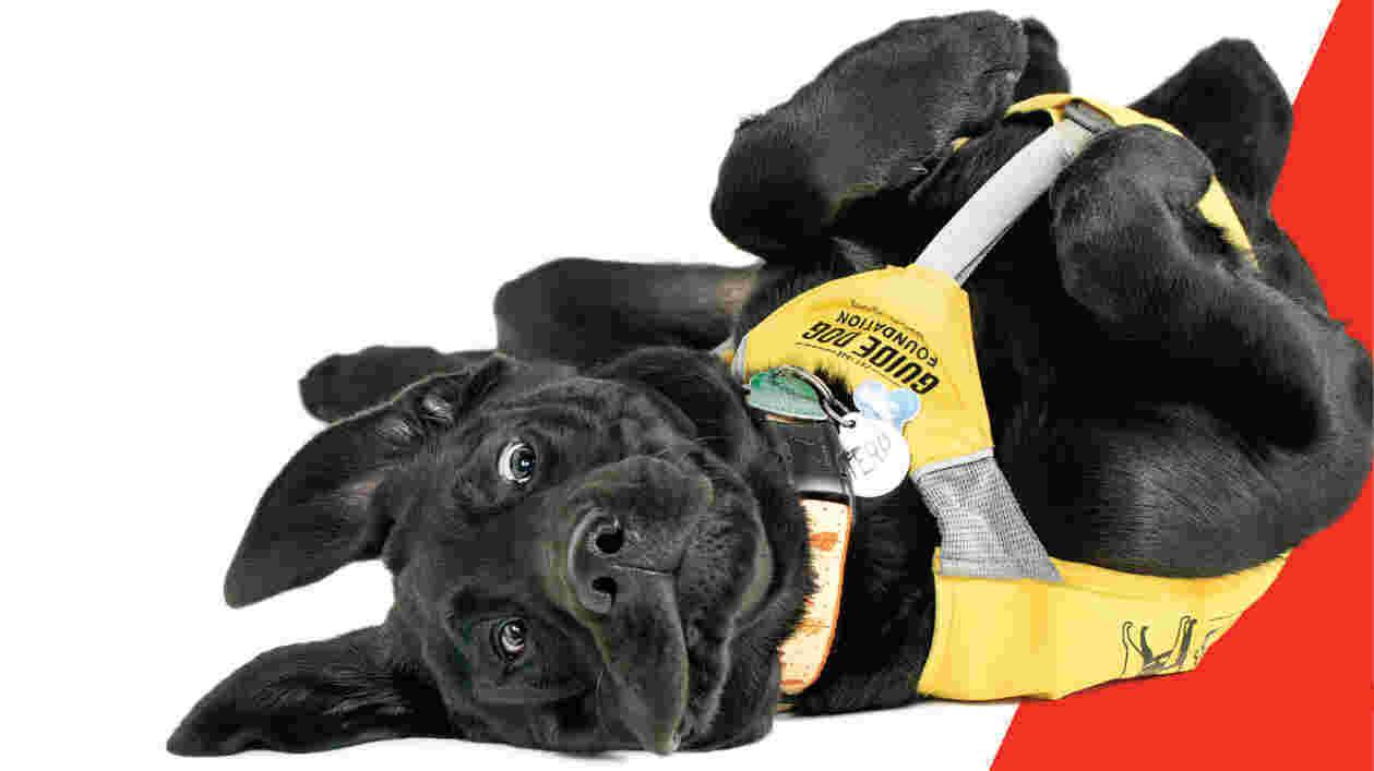 Dog 1920x1080 Thumbnail