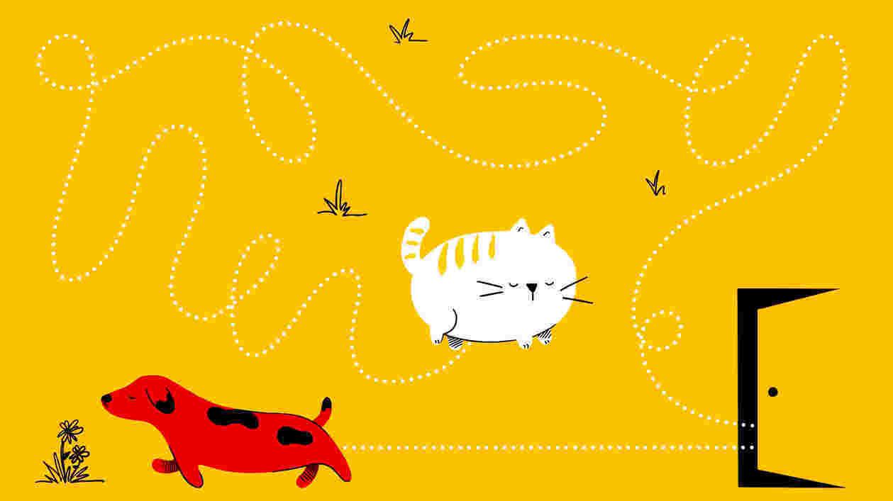 illustrated dog and cat with white dotted lines showing their paths. Dog's is straight, while cat's is more winding