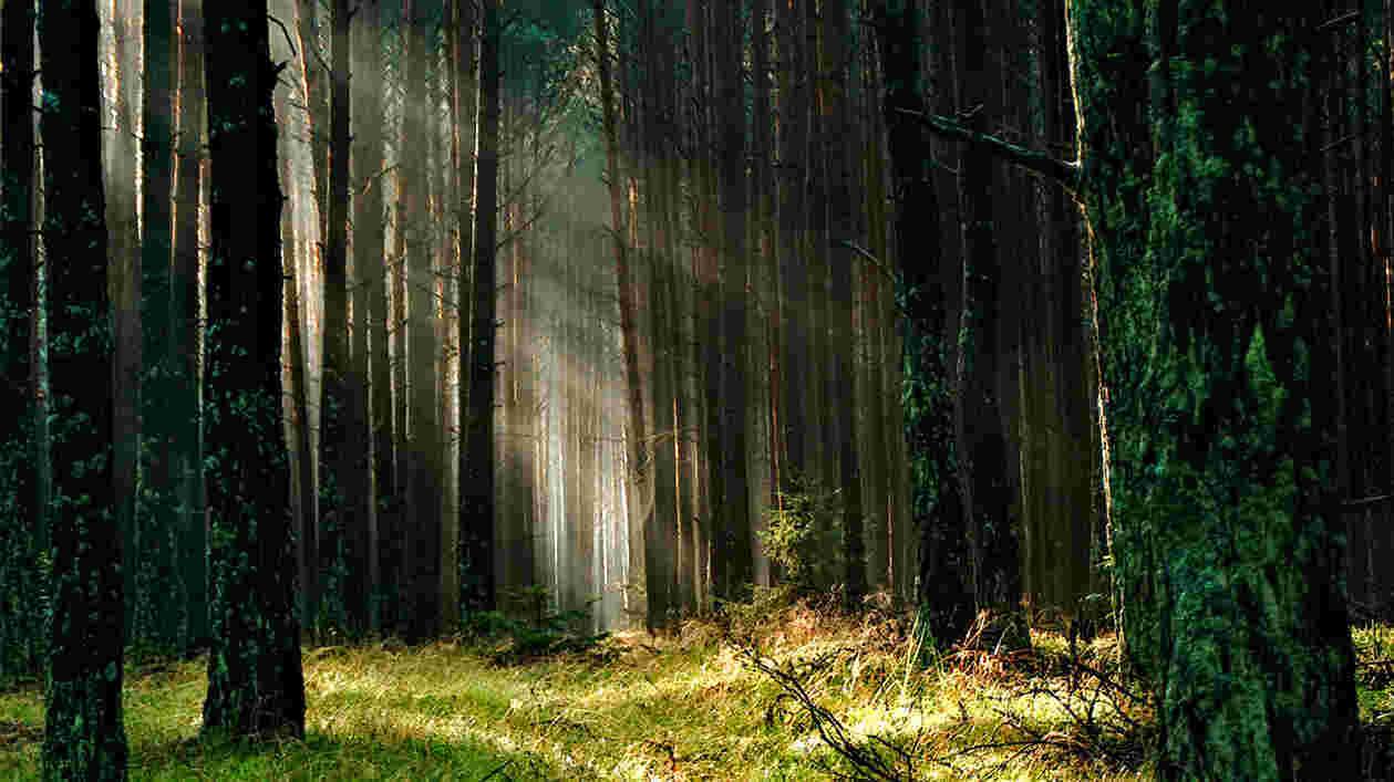 Forest grass nature 158251 1920x1080 Thumbnail