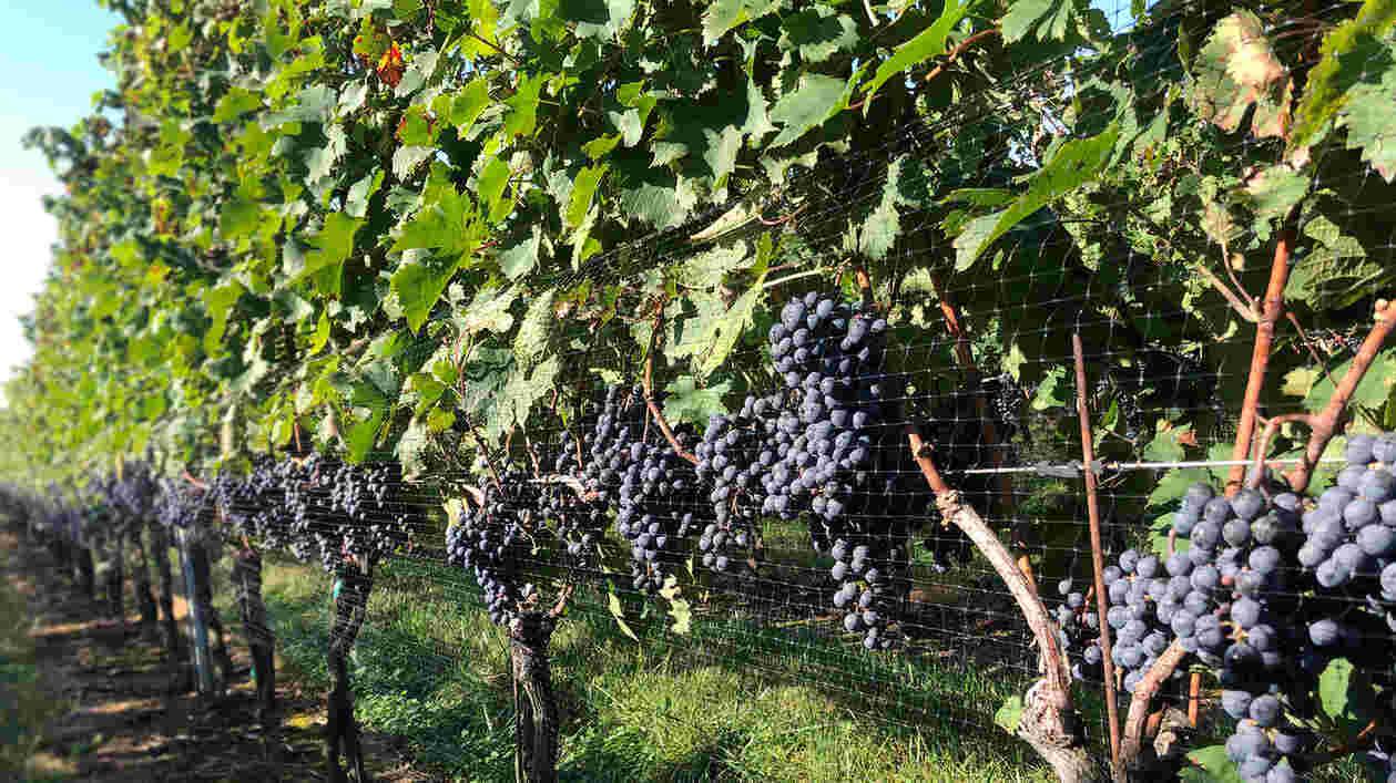 Grapevine 1920x1080 Thumbnail
