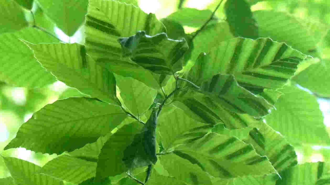 Hgic beech leaf disease Jim Chatfield OSU Extension 1920x1080 Thumbnail