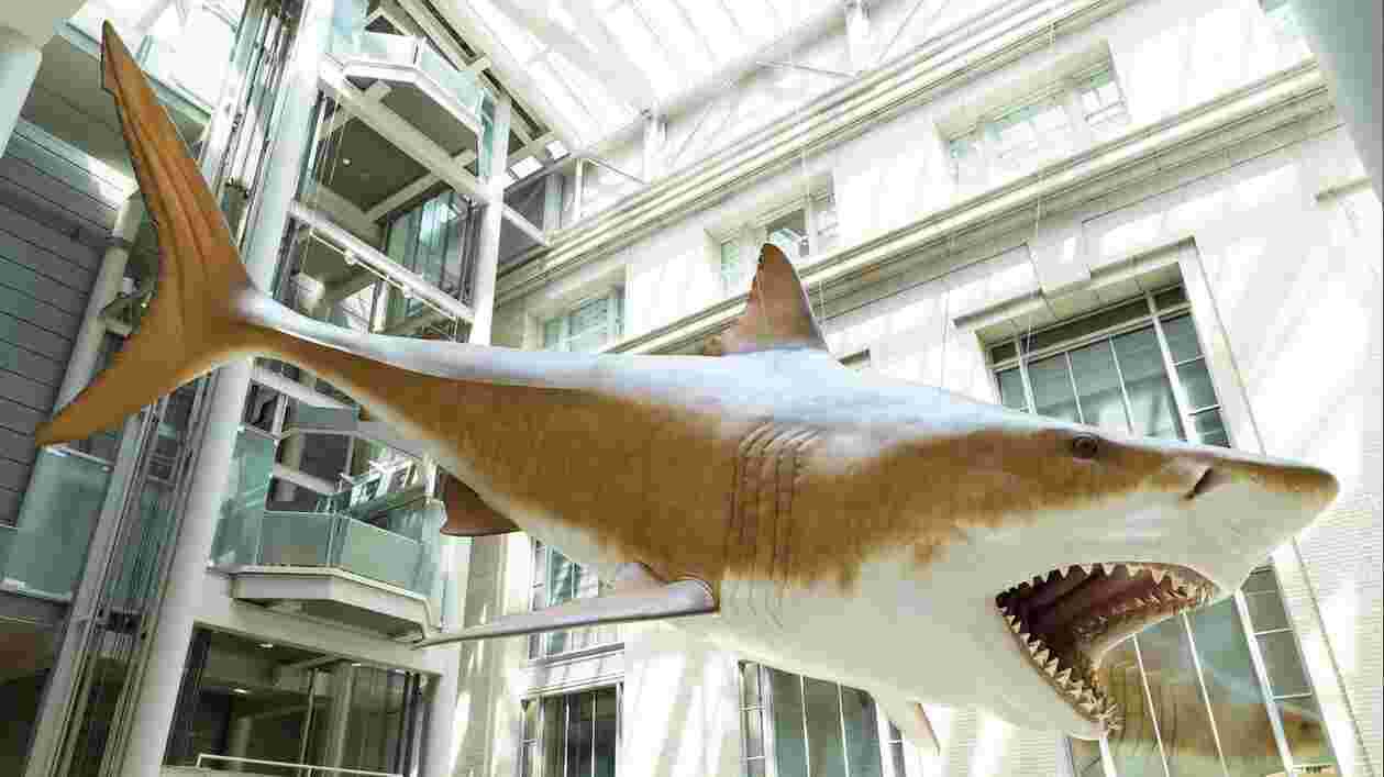 Megalodon Smithsonian 1920x1080 Thumbnail