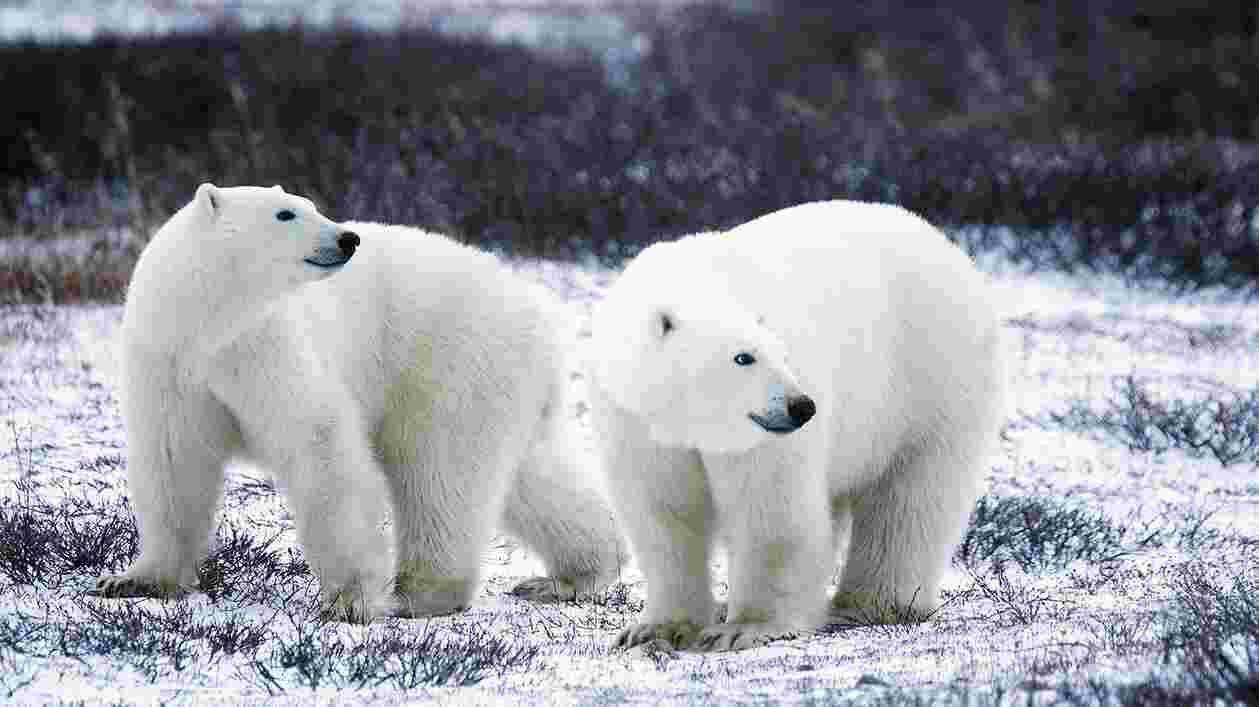Polar bears usfws 1920x1080 Thumbnail