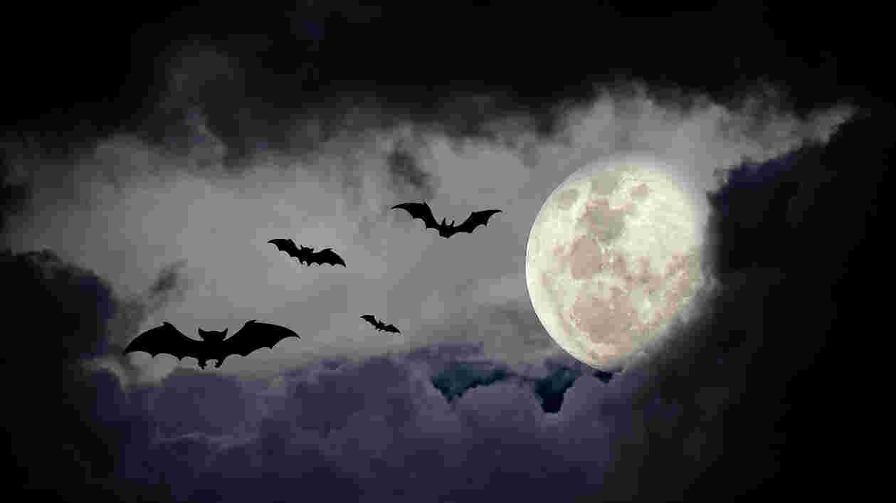 Shutterstock 225457105 1920x1080 Thumbnail