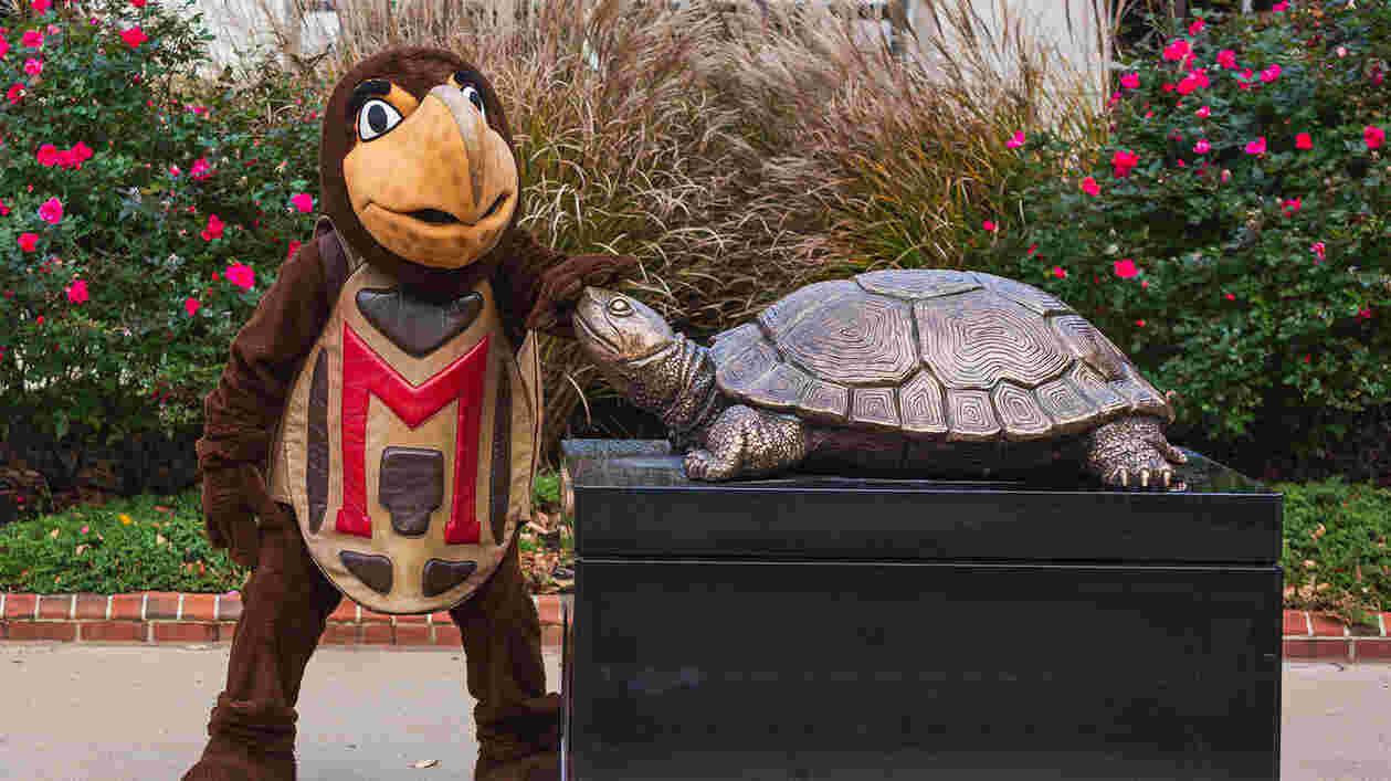 Testudo quiz 1920x1080 Thumbnail