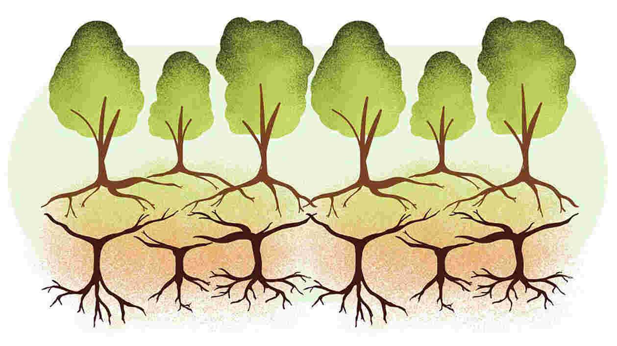 Trees lauren biagini 1920x1080 Thumbnail