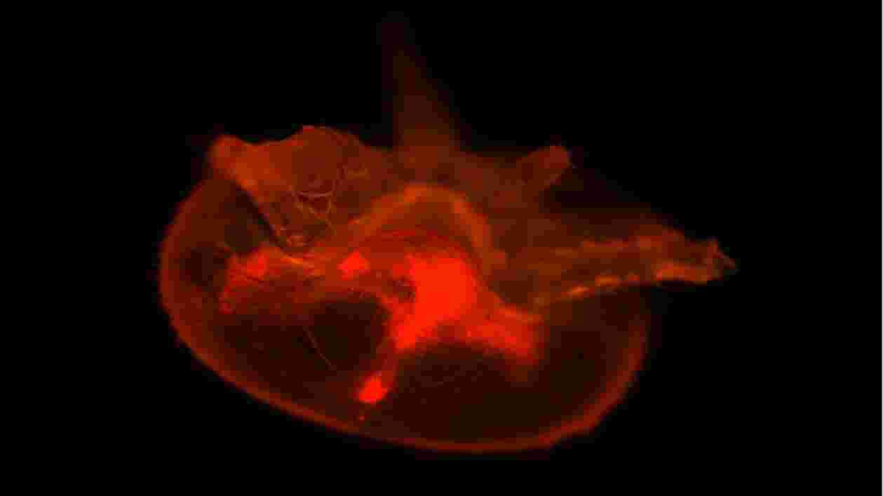 Varroa Thumbnail