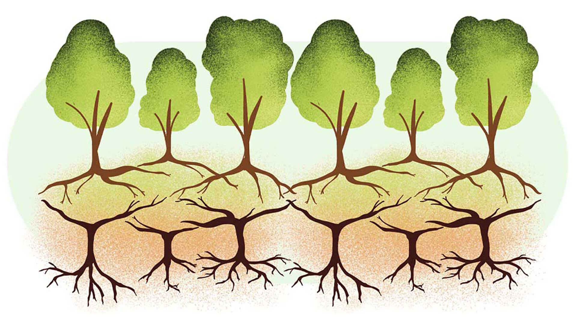 Trees lauren biagini 1920x1080