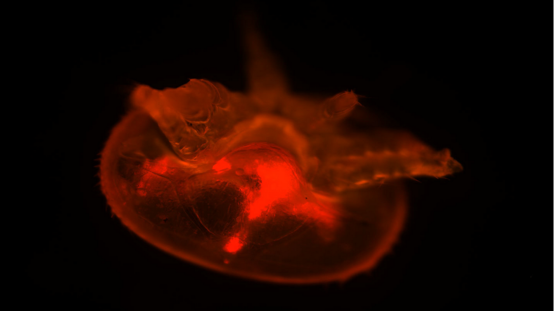 Varroa