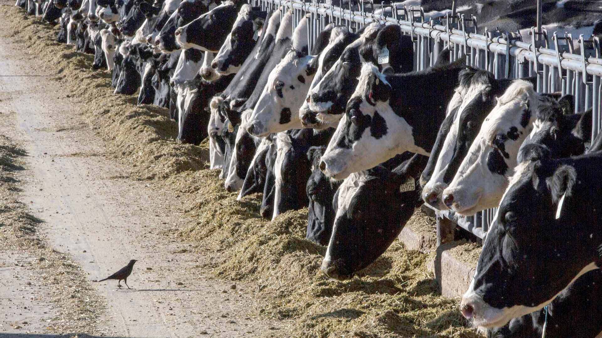 bird stands in front of cows on a dairy farm