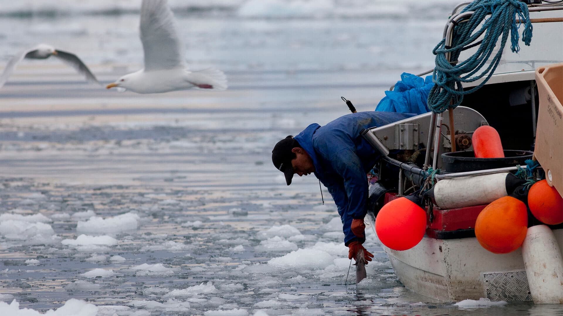 Inuit fisherman pulls in a fish on a sea filled with floating ice