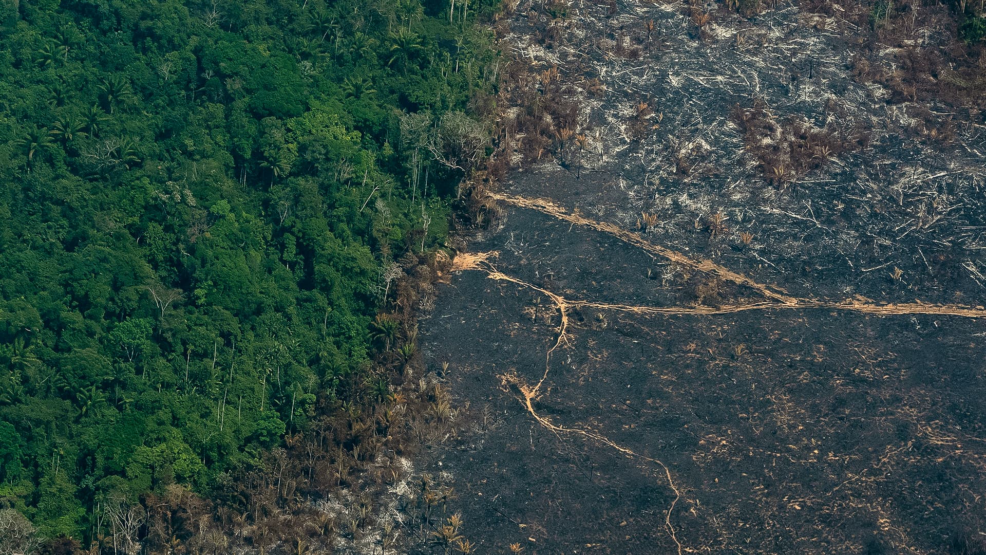 A burned area of the Amazon rainforest