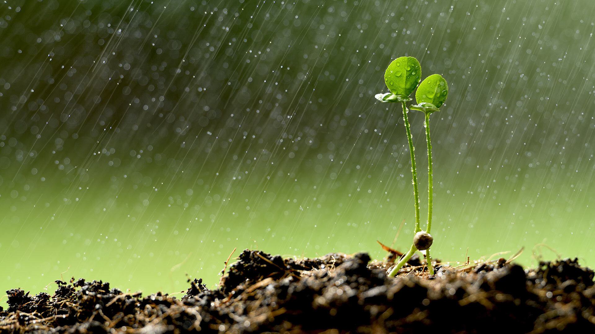 rain falls on plant