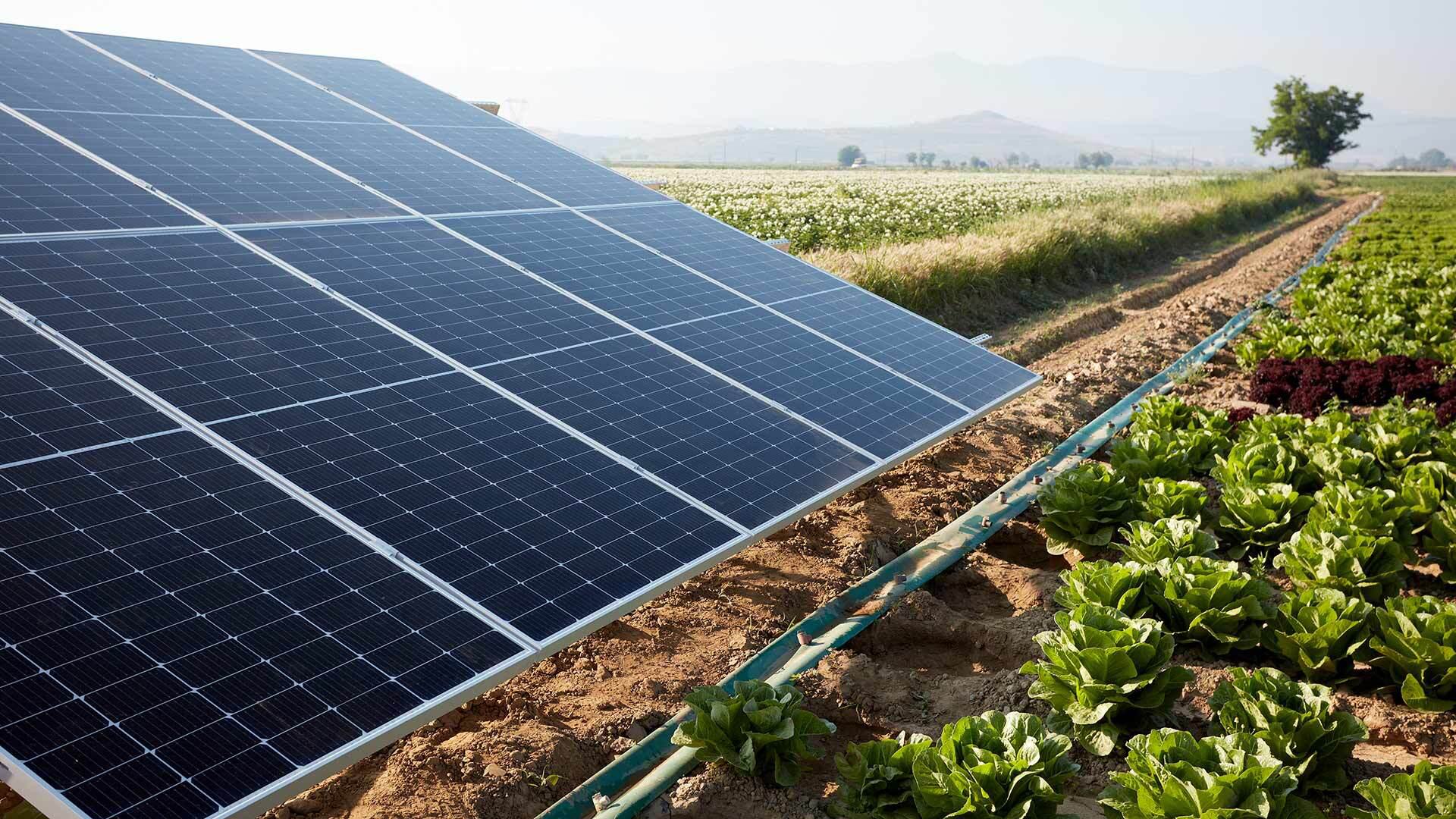 Solar panel among lettuces in a field