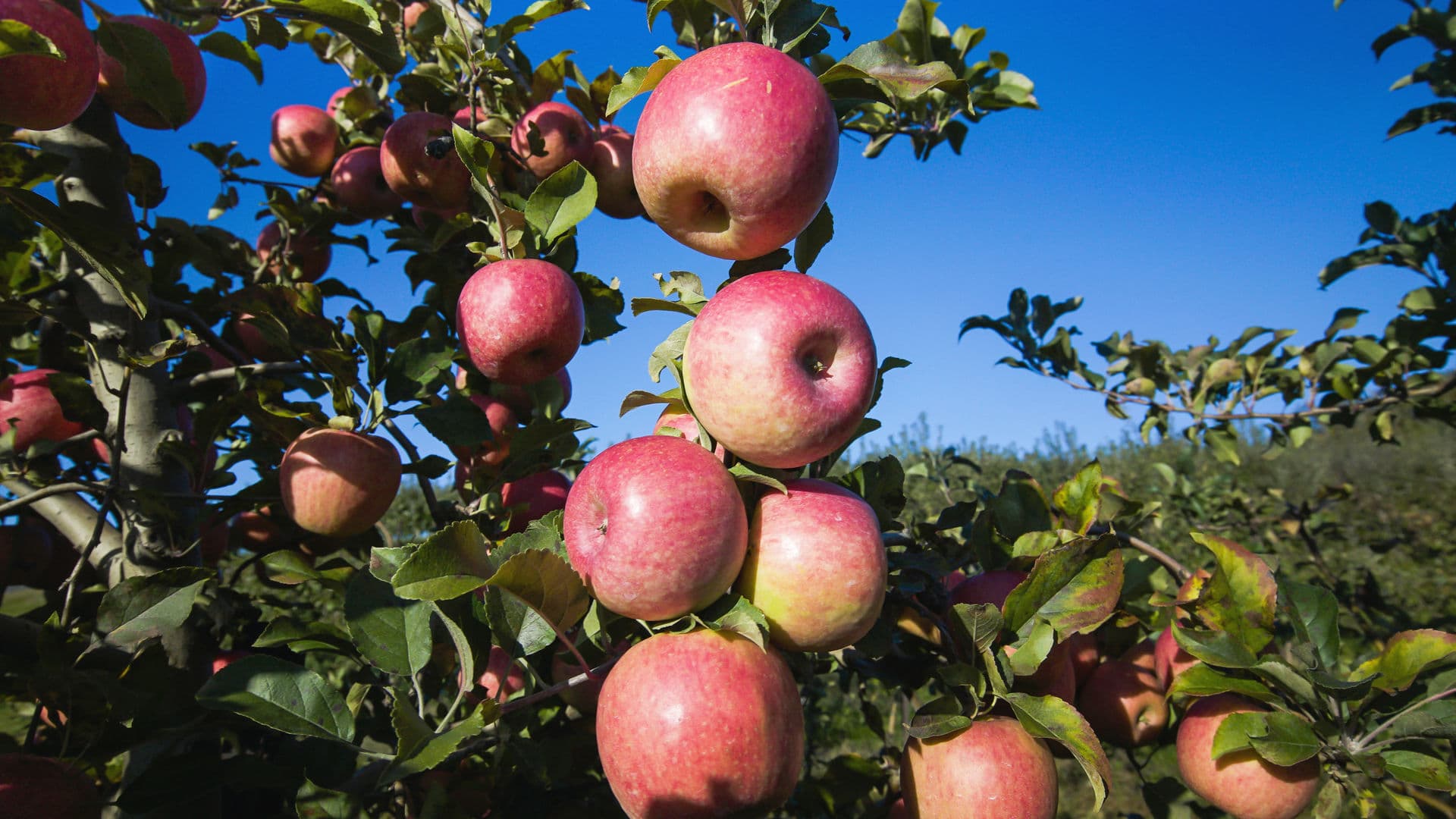 Antietam Blush apples