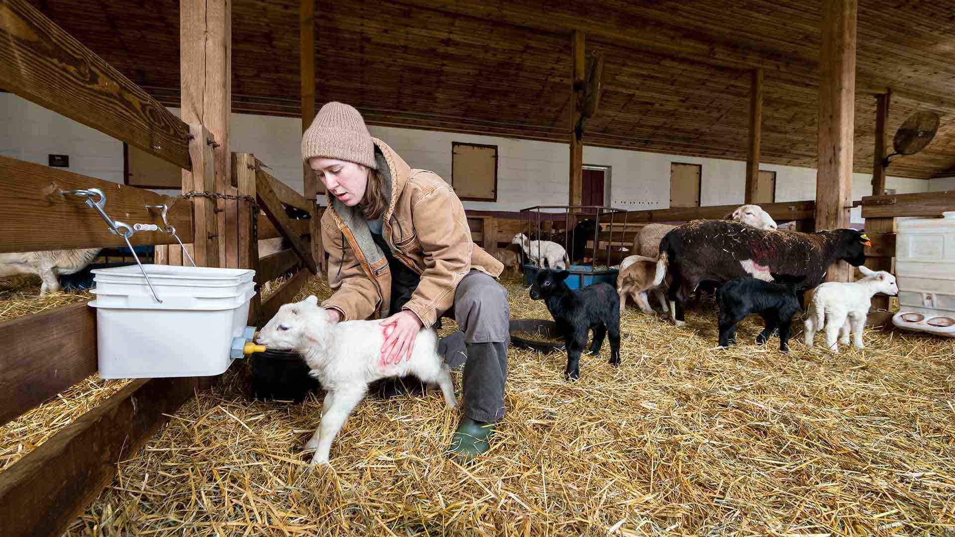 Campus Farm manager helps lamb nurse