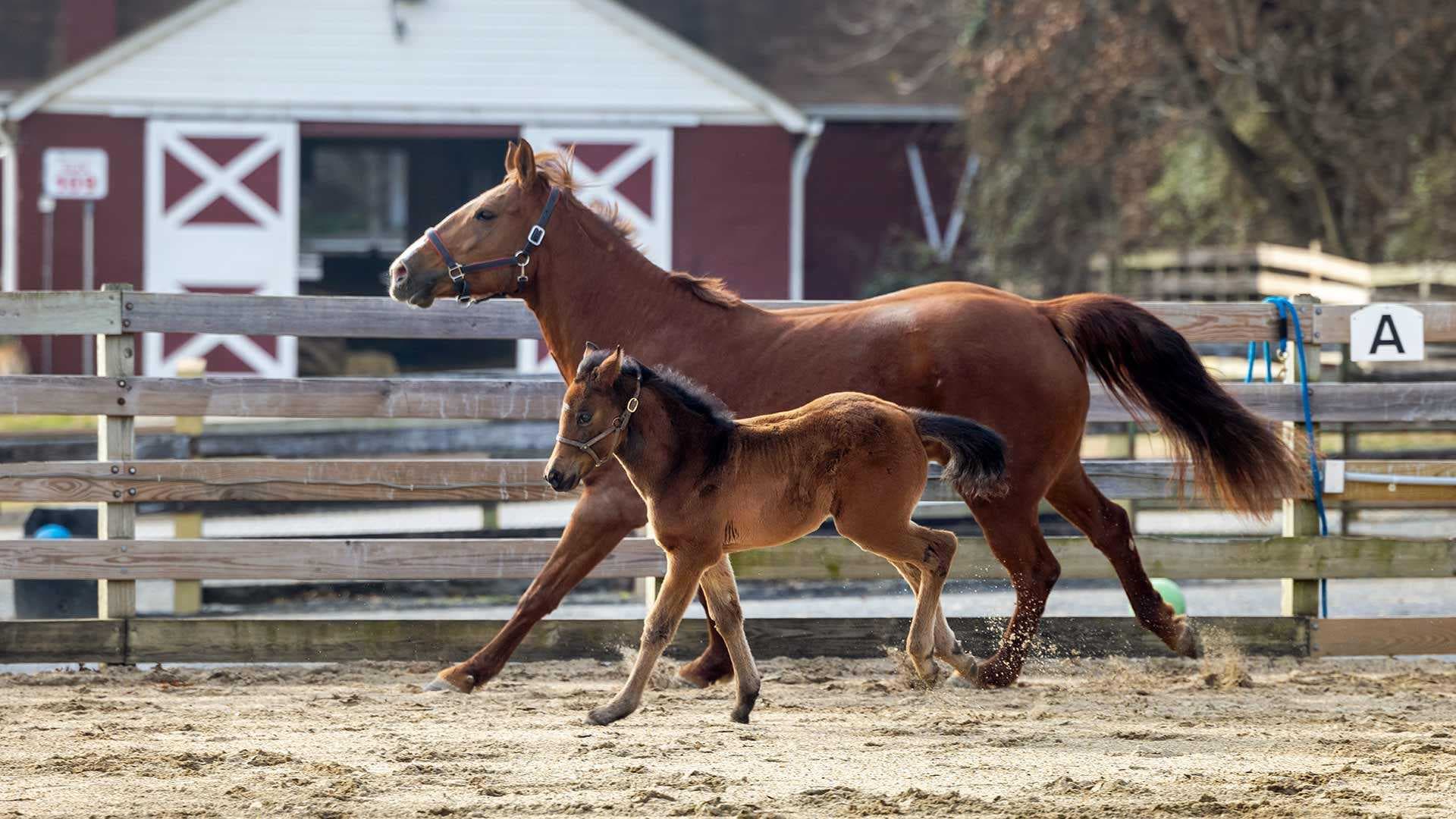 Mare and foal running together