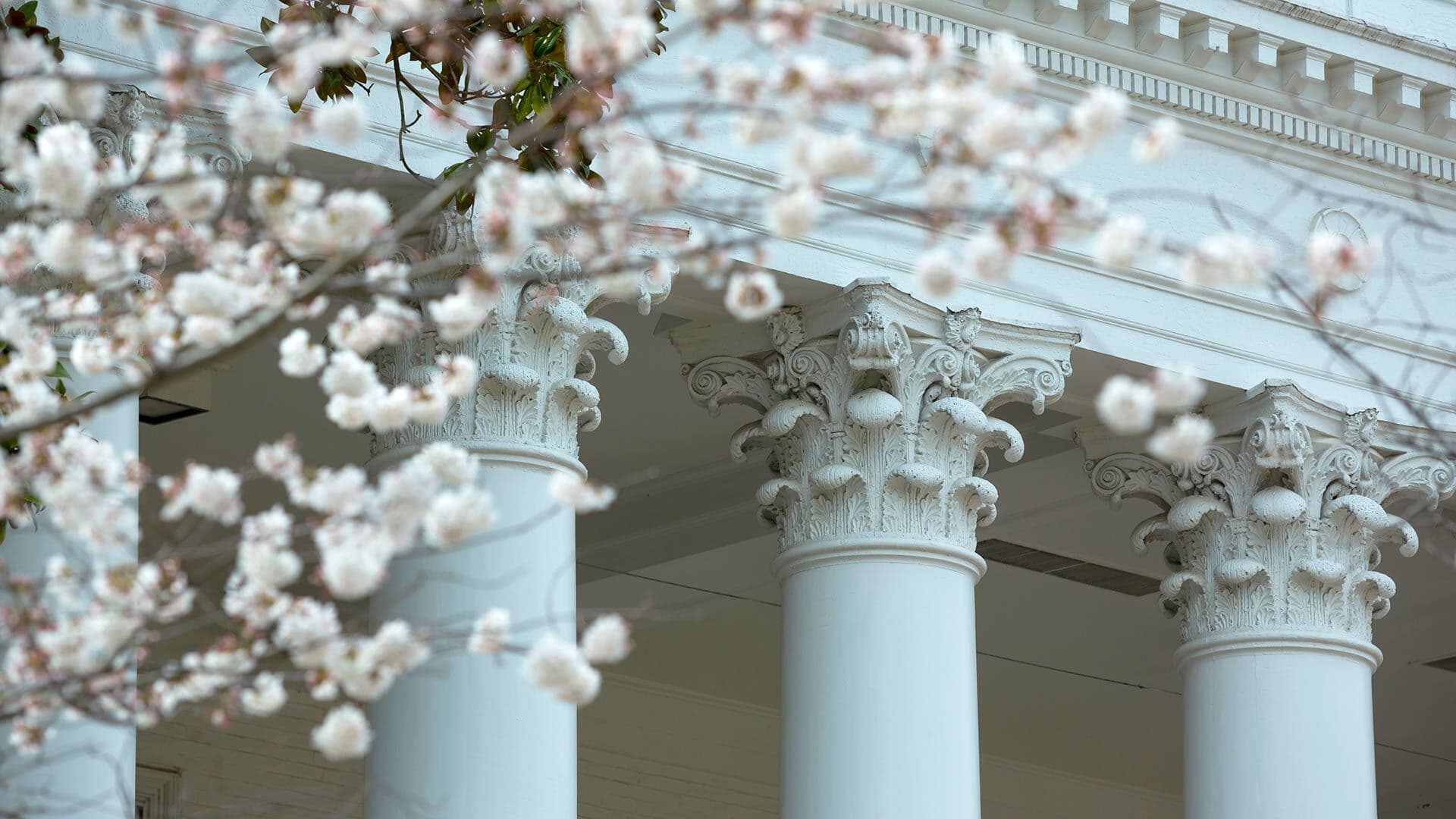 Delicate cherry blossoms in foreground, ornate Georgian columns in backgrond
