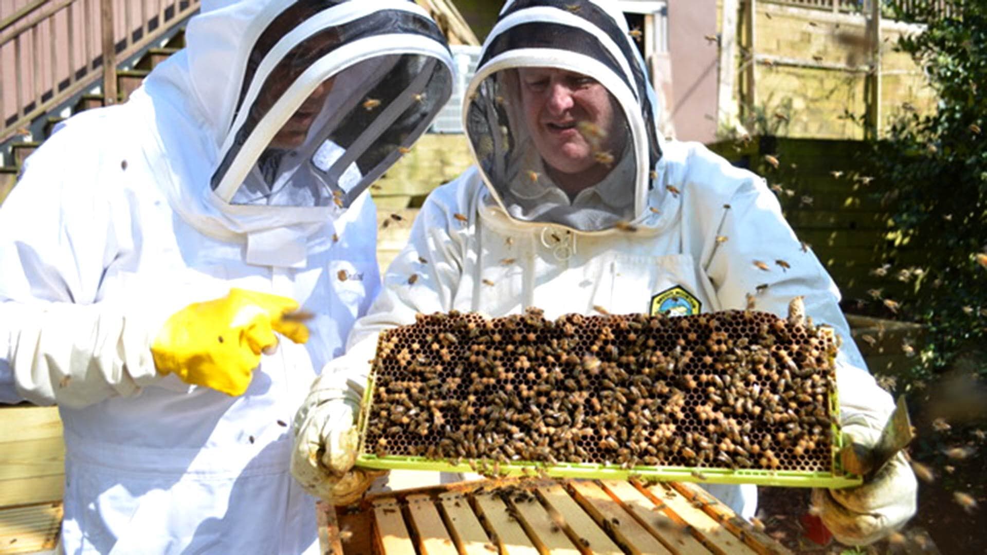 Bee America CEO Chris White inspects beehive