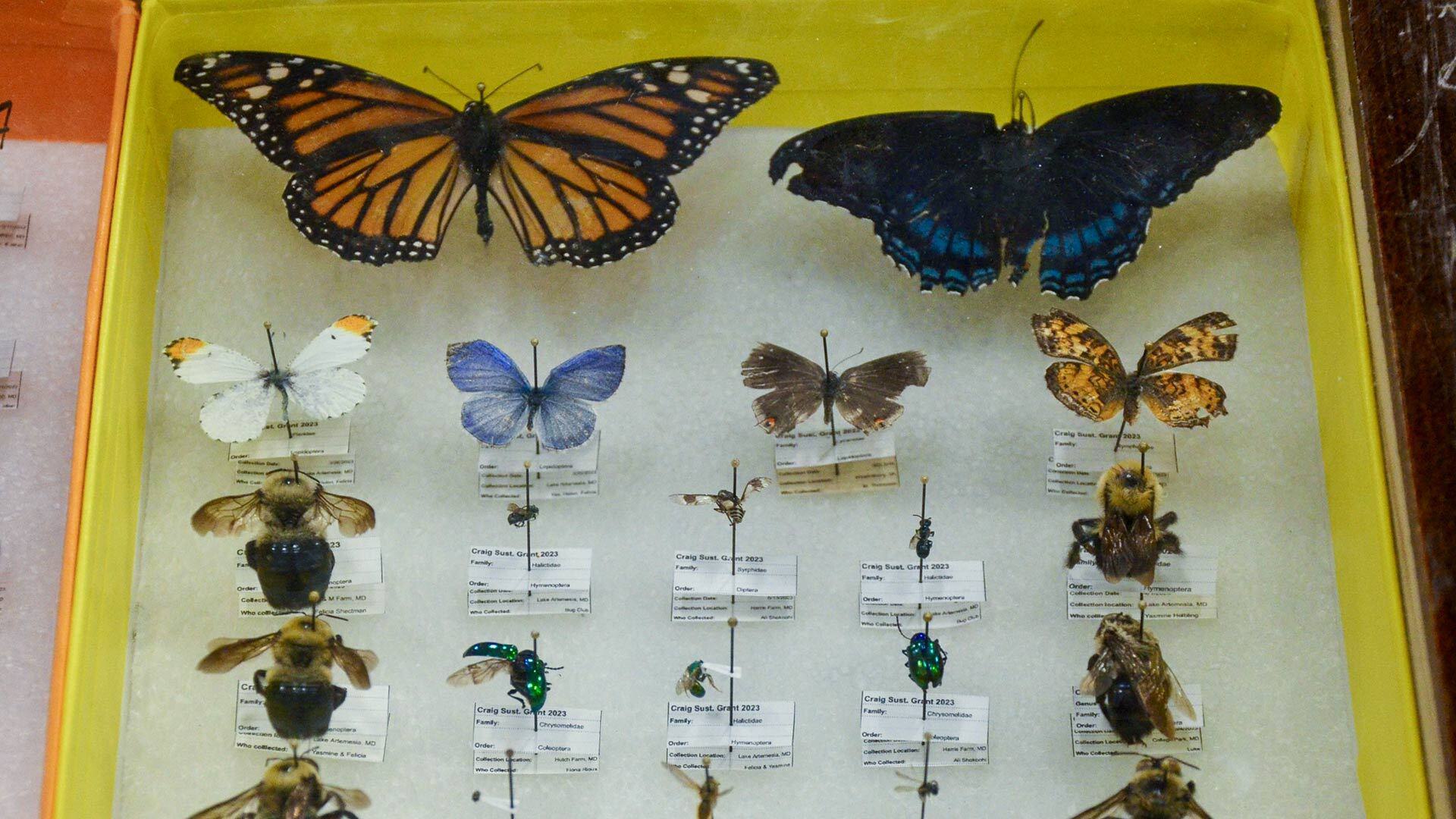 Butterflies, bees and other insects pinned on a board