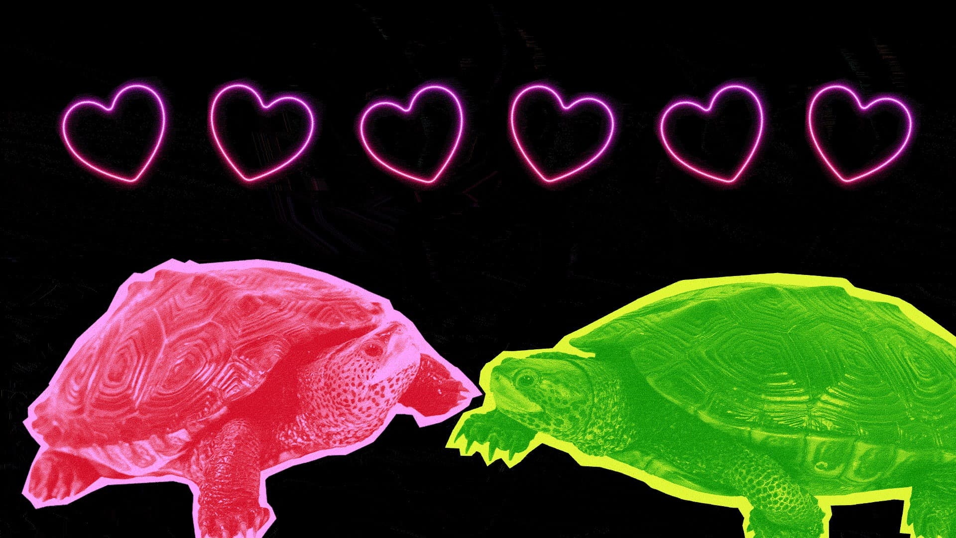 pink and green terrapins with hearts