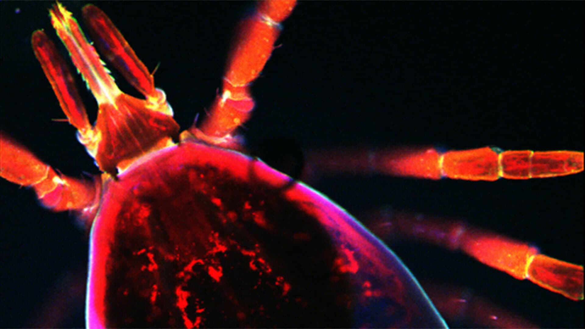 A black-legged tick glows in fluorescent hues in a microscope image.