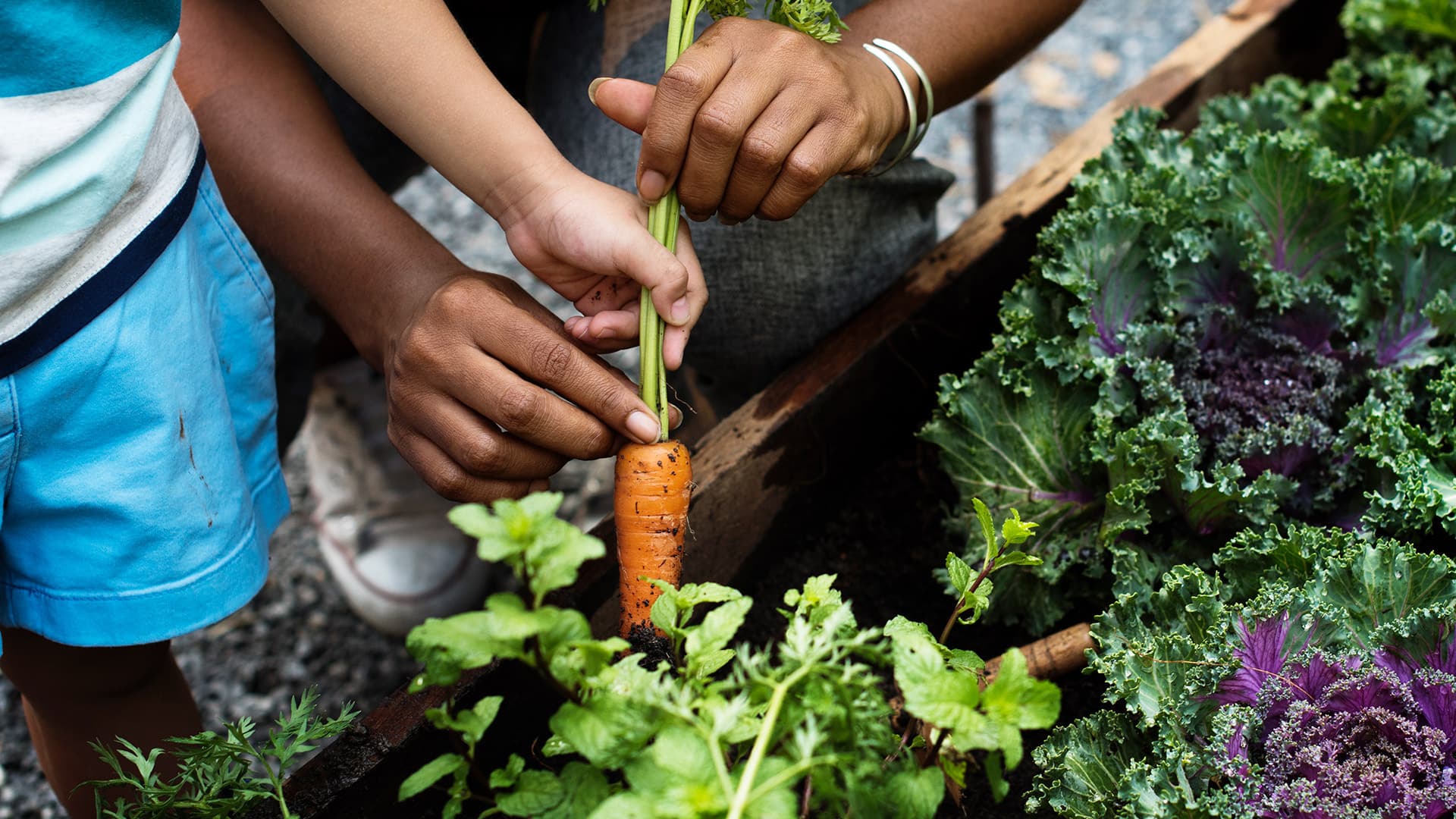Hands pulling carrot from garden