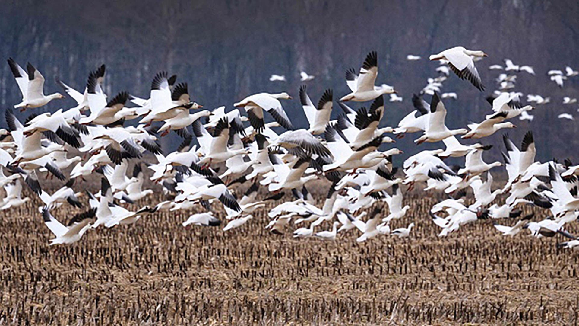 snow geese take flight in field