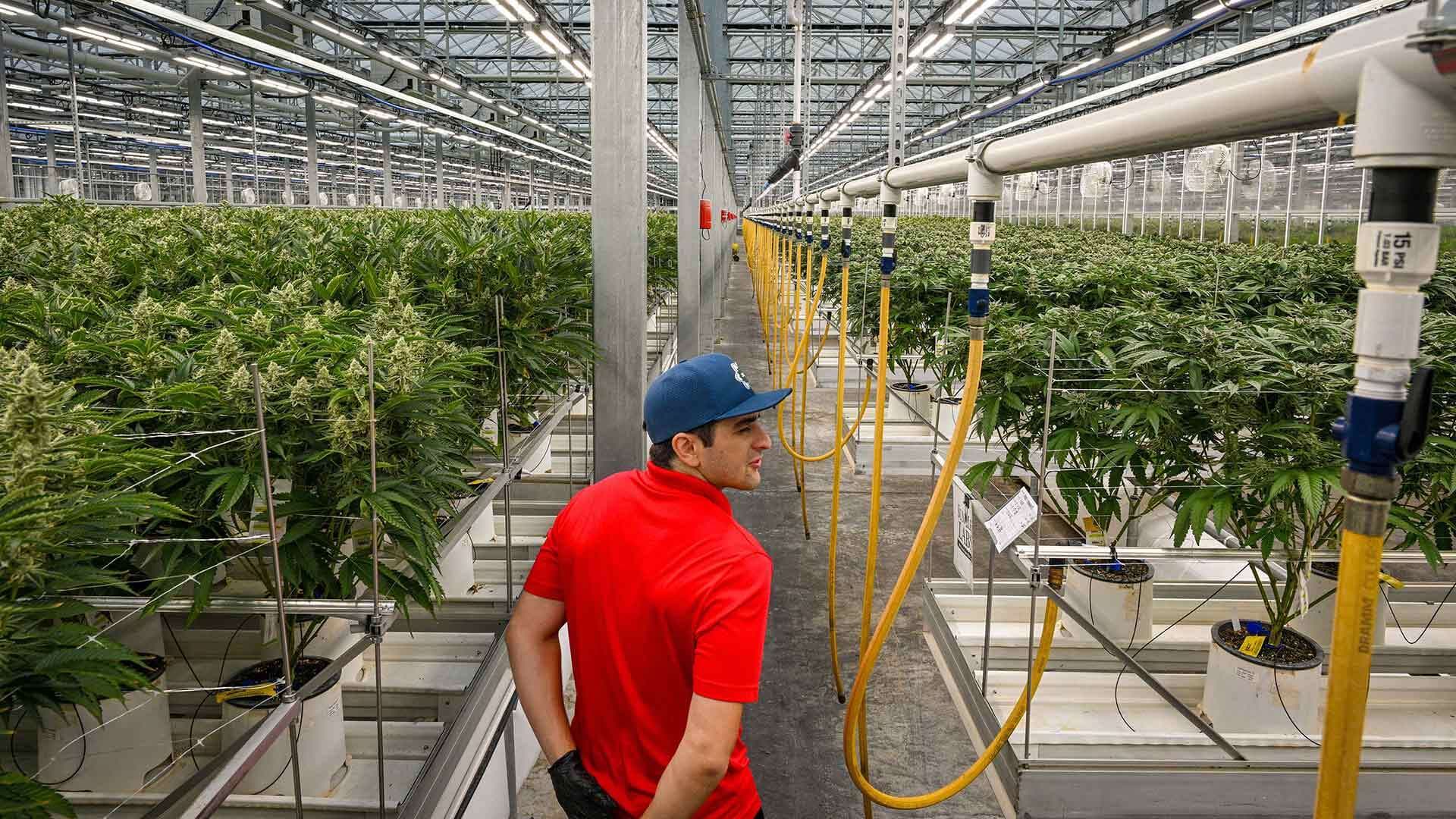 employee walks through cannabis growing room