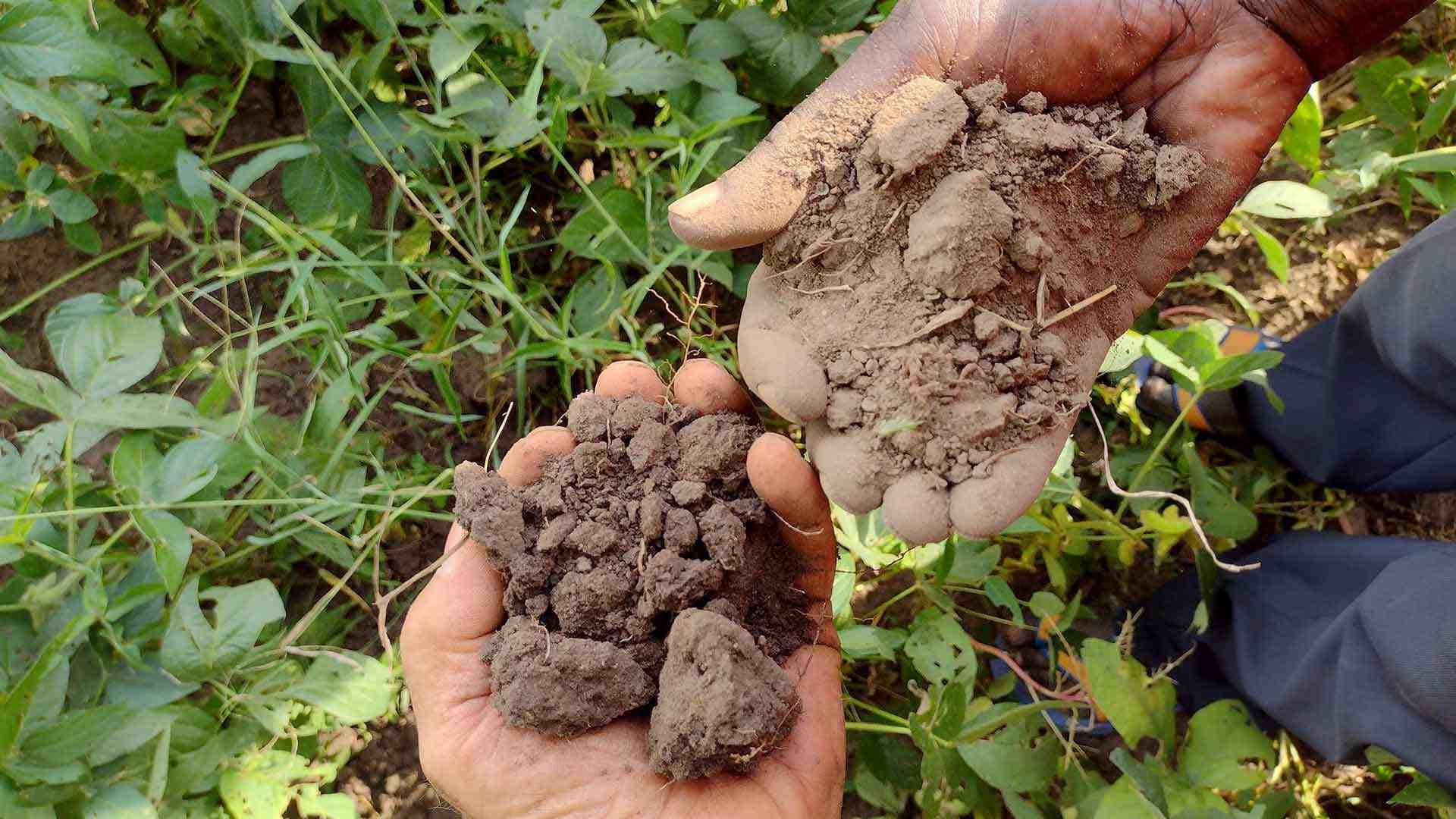 Two hands hold soil