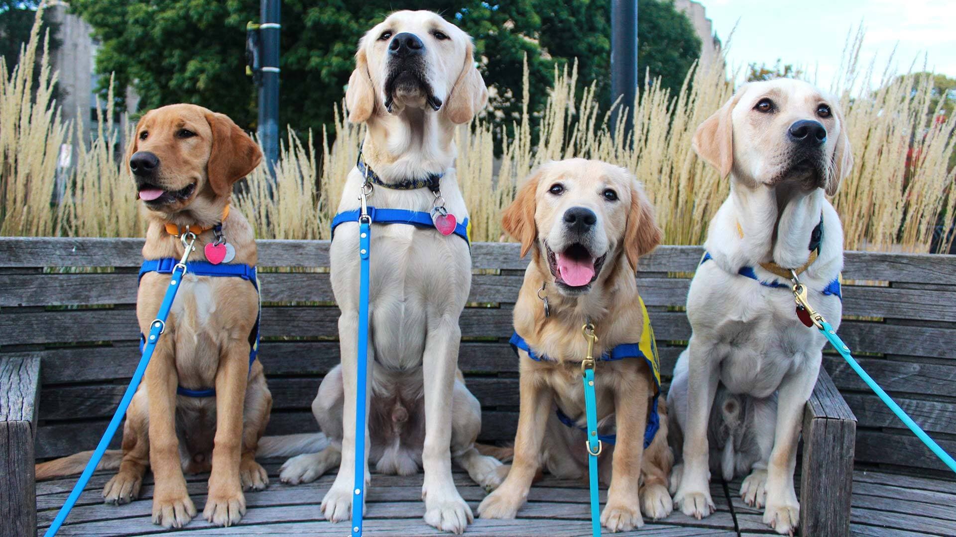 Four assistance dogs in training lined up on a bench