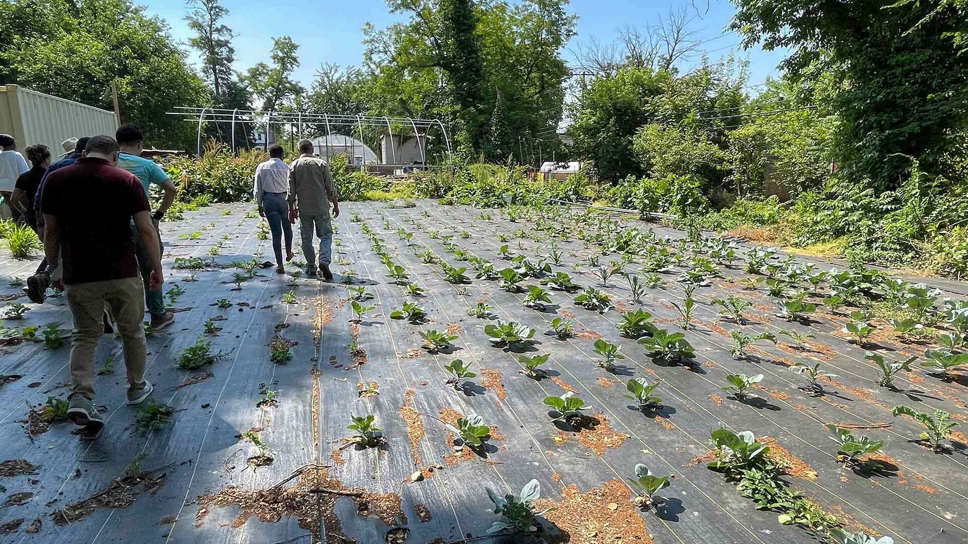 People walk along covered vegetable beds