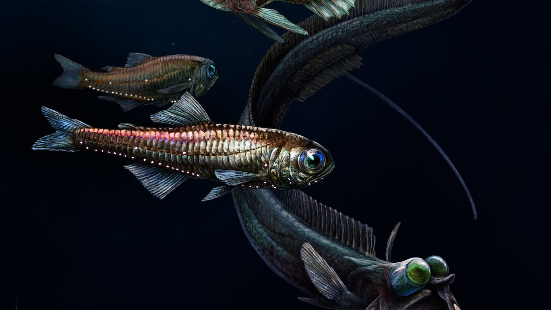 Deep sea fish illustration