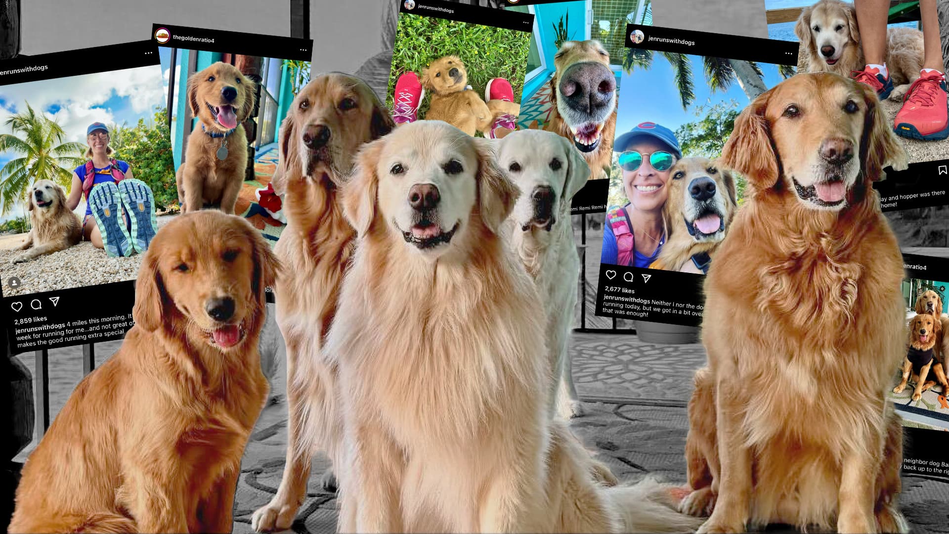 collage of Jen Golbeck and golden retrievers