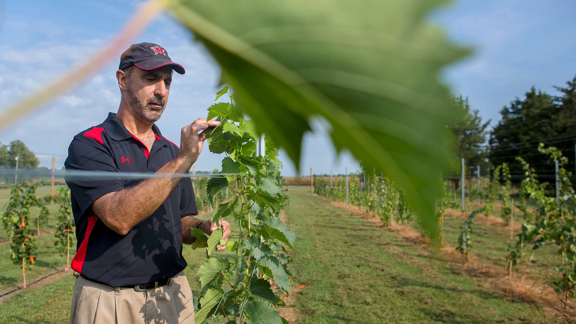 Surrounded by off-target golf balls, viticultural specialist Joe Fiola '86 of University of Maryland Extension examines grape vines planted at the Poolesville Golf Course in Montgomery County, Md.