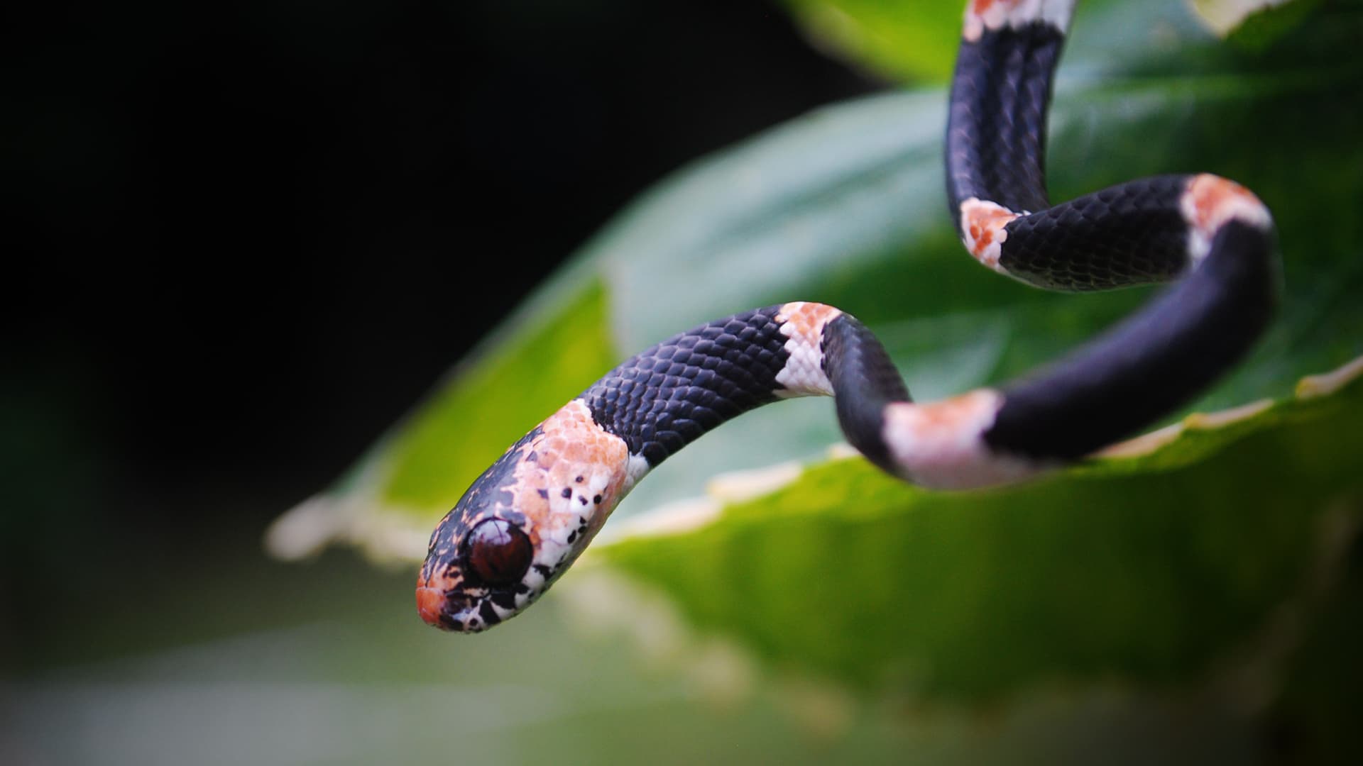 Black and orange striped snake
