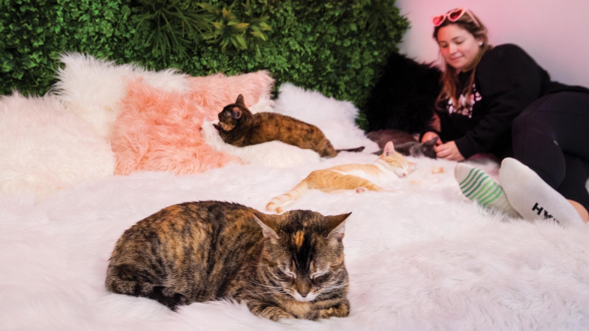 A woman lounges with cats at Crumbs & Whiskers