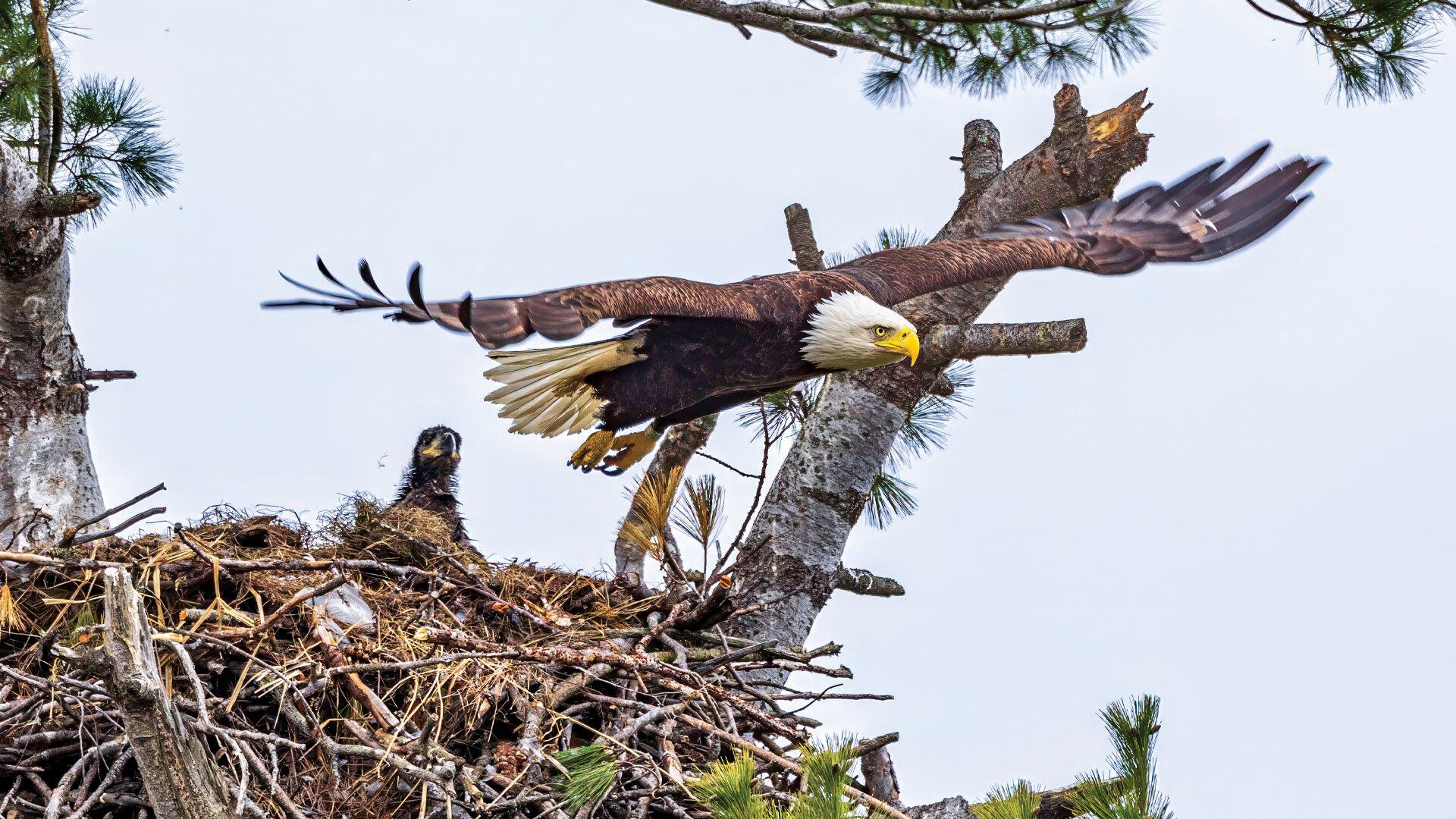 adult bald eagle flies as baby sits in nest